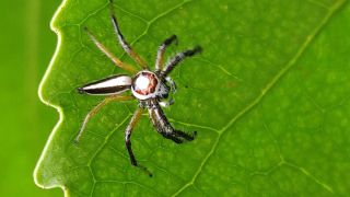 Two-Striped Jumper
