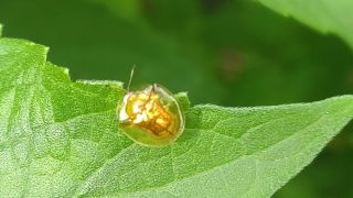 Tortoise Beetle