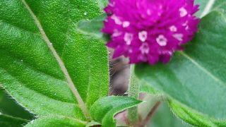 Globe Amaranth