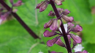 Holy Basil