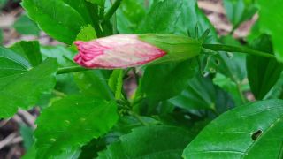 Hibiscus