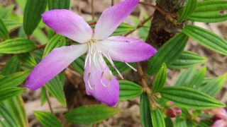 Malabar Melastome