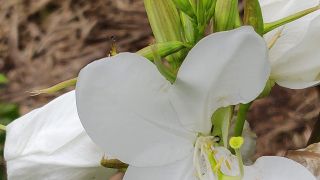 White Orchid Tree