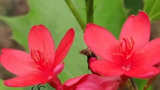Jatropha