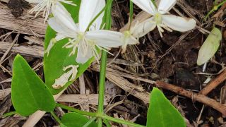 Virgin's Bower