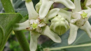 Crown Flower 3