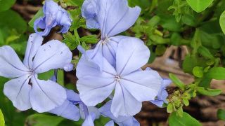 Plumbago