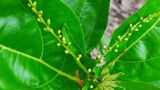 Indian Almond