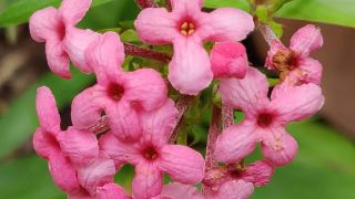 Panama Rose