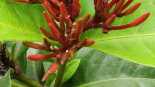 Sacred Ixora
