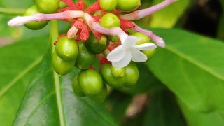 Sarpagandha