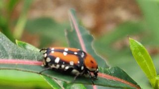 FlowerChafer