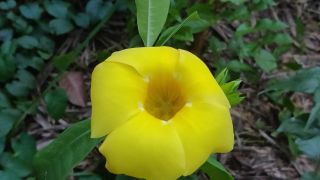 Golden Trumpet