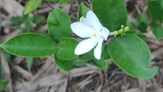 Sri Lankan Tagar