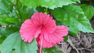Hibiscus