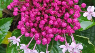 Rose Glory Bower