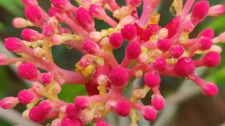 Coral Plant