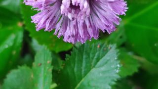 Lark Daisy 1