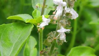 Tulsi