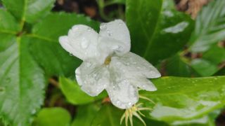 Jasmine
