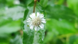 False Daisy