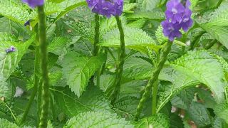 Blue Porterweed