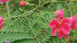 Peacock Flower