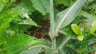 Indian Millet