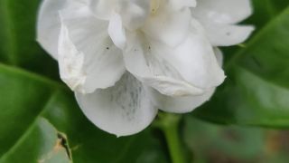 Jasmine 1