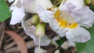Dwarf Tree Jasmine
