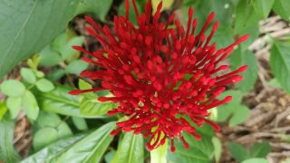 Flame of the woods