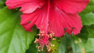 Hibiscus 2