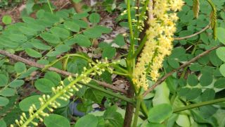 Coral Tree