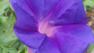 Blue Morning Glory