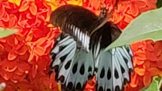 Blue Mormon