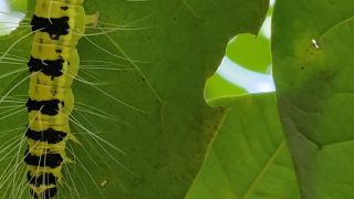 Ailanthus Defoliator