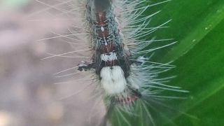 Moth
