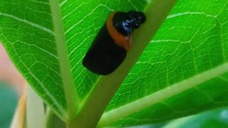 Spittlebug