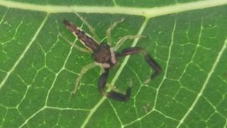 Jumping Spider