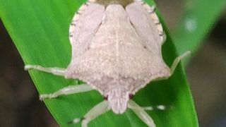 Stink Bug