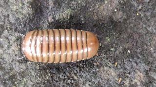Pill millipede