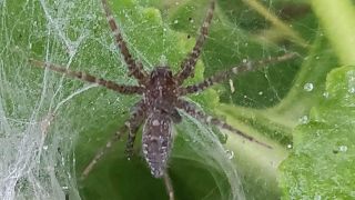 Funnel-web spider