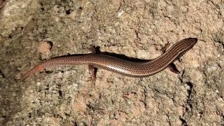 Indian skink
