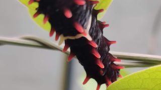 Crimson Rose