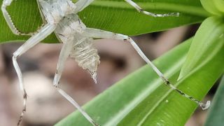 Tree Cricket