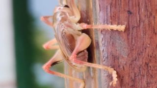 Leaf Rolling Cricket
