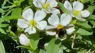 Honey Bee