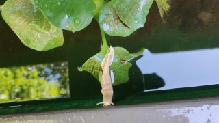 Milky Slug