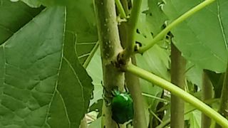 Green Dock Beetle