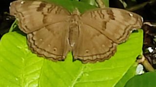 Chocolate Pansy
